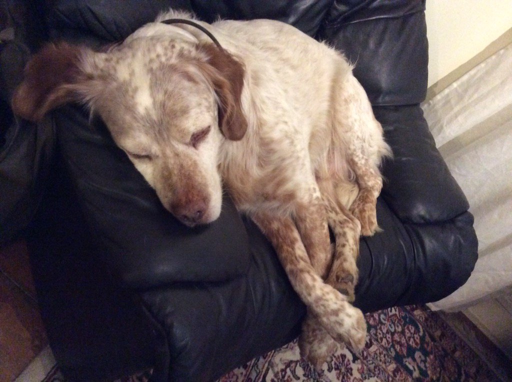 Louis Maraite tweet media