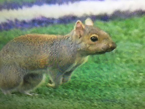 MnstrHigh_MOM's tweet photo. Minnesota Vikings vs Green Bay Packers my money is on the squirrel!!! #GoSquirrelGo #Signthesquirrel https://t.co/mYlLj0UqIO
