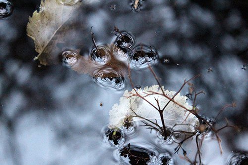 Andrew84003885's tweet photo. November early morning photography @YorkGategarden @PerennialGRBS Next one 6th Dec from 7.15am https://t.co/V1rvpH2qfw
