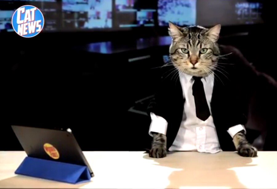 gillesbruno's tweet photo. Pour ne pas donner des infos sur les opérations en cours, les Belges monopolisent #BrusselsLockdown avec des chatons https://t.co/3GDV7u0Igt
