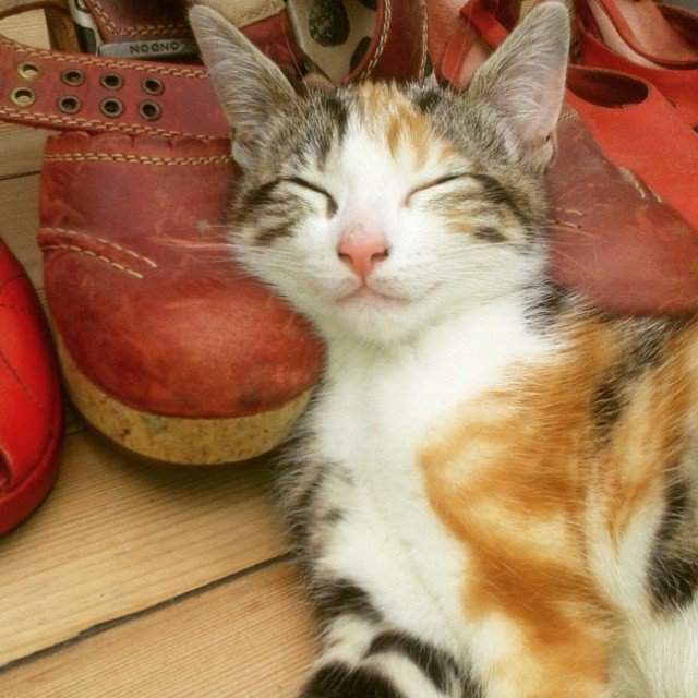LoraDeyn's tweet photo. Daarnet coole politiehonden gezien in Brussel, maar ik mag niet zeggen waar.Dus hier is mijn kat. #BrusselsLockdown https://t.co/UDK8mh5dDO