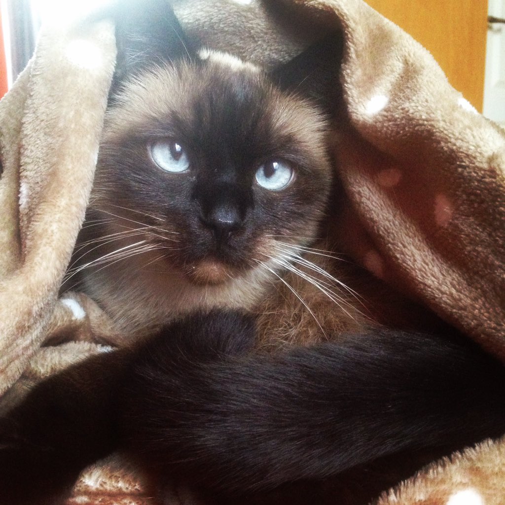 In Brussels, civilians respond to terrorism with cat pictures