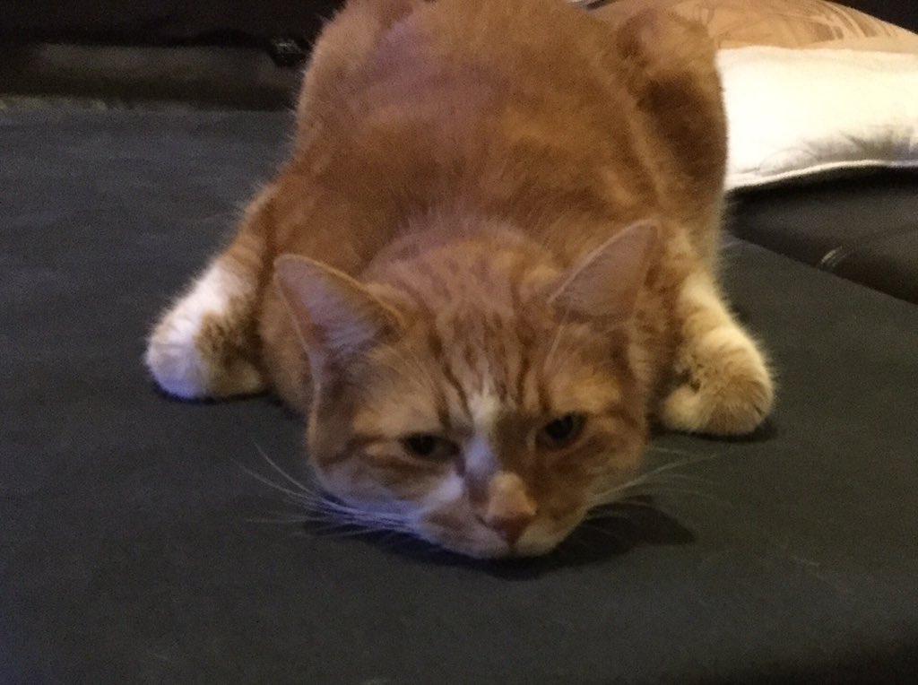 Sisit07's tweet photo. Moi j'dis... Allons nous coucher! #Brusselslockdown https://t.co/GomAVy0D7n