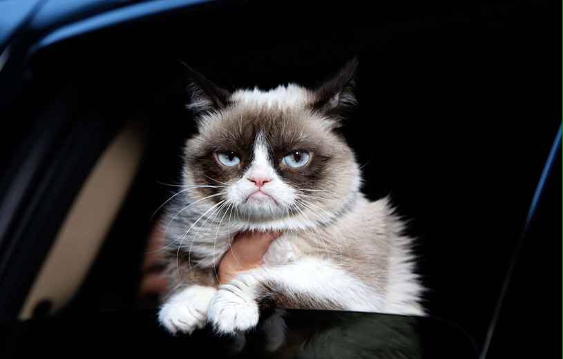 GeraldineDem's tweet photo. Quand tu parles de chat-ria... (Pardon. Fatigue, tout ça...) #Bruxelles #BrusselsLockdown https://t.co/GV1ogA38gc