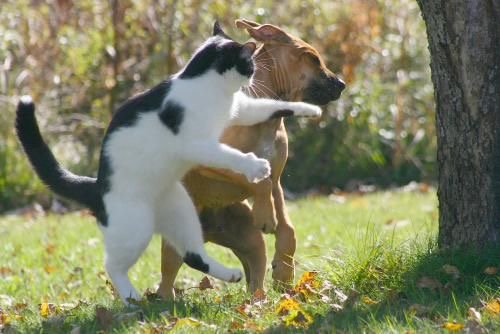 PheniceB's tweet photo. On va les avoir !! #BrusselsLockdown #supportfromfrance https://t.co/FlldTBBZ5A
