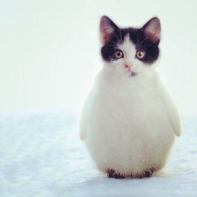 tony_colville's tweet photo. Well played Belgium. Not giving in to fear and turning #BrusselsLockdown into the best hashtag of 2015 #Cats https://t.co/EPNVGA8DrH