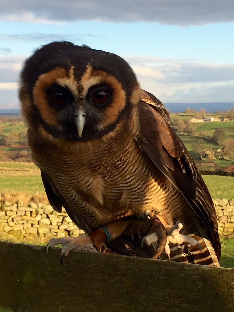 SwintonParkBOP's tweet photo. Neeka our Asian Brown Wood Owl today @thebivouac https://t.co/n8neOsdL8z