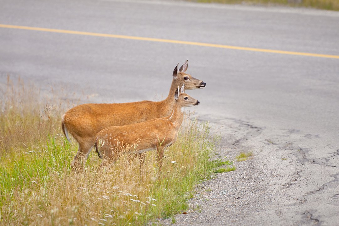 AutoInsuranceNJ's tweet image. RT @AAAMidAtlantic: #AvoidAnimalCollisions Deer rarely travel alone, so if you see one, slow down. There are others