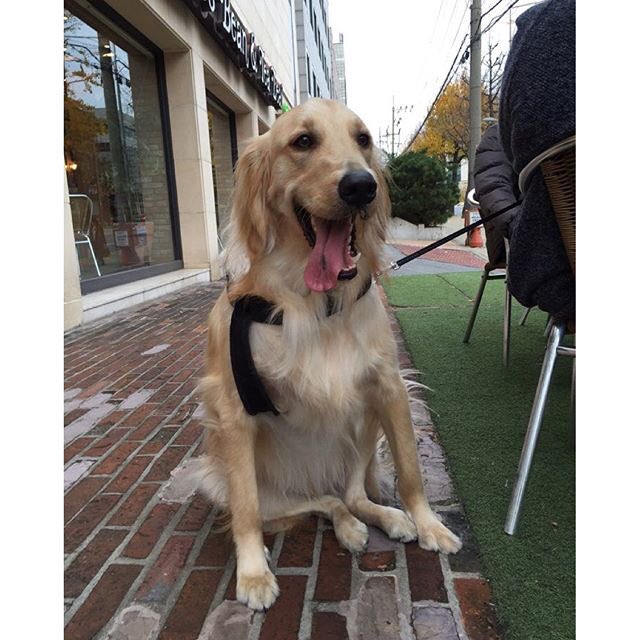 埋め込み画像への固定リンク