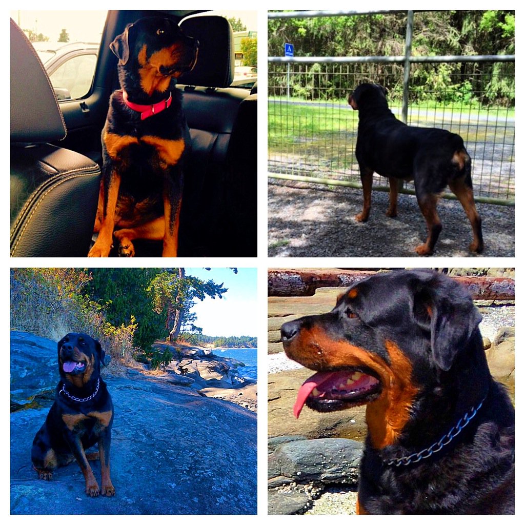 Meet sweet and sucky adoptable 6 year old female Prada ❤️🐶😊