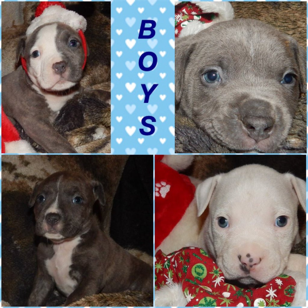 njadsbosshawg's tweet photo. Njadsbosshawg bully pups https://t.co/46sOgiu1PF