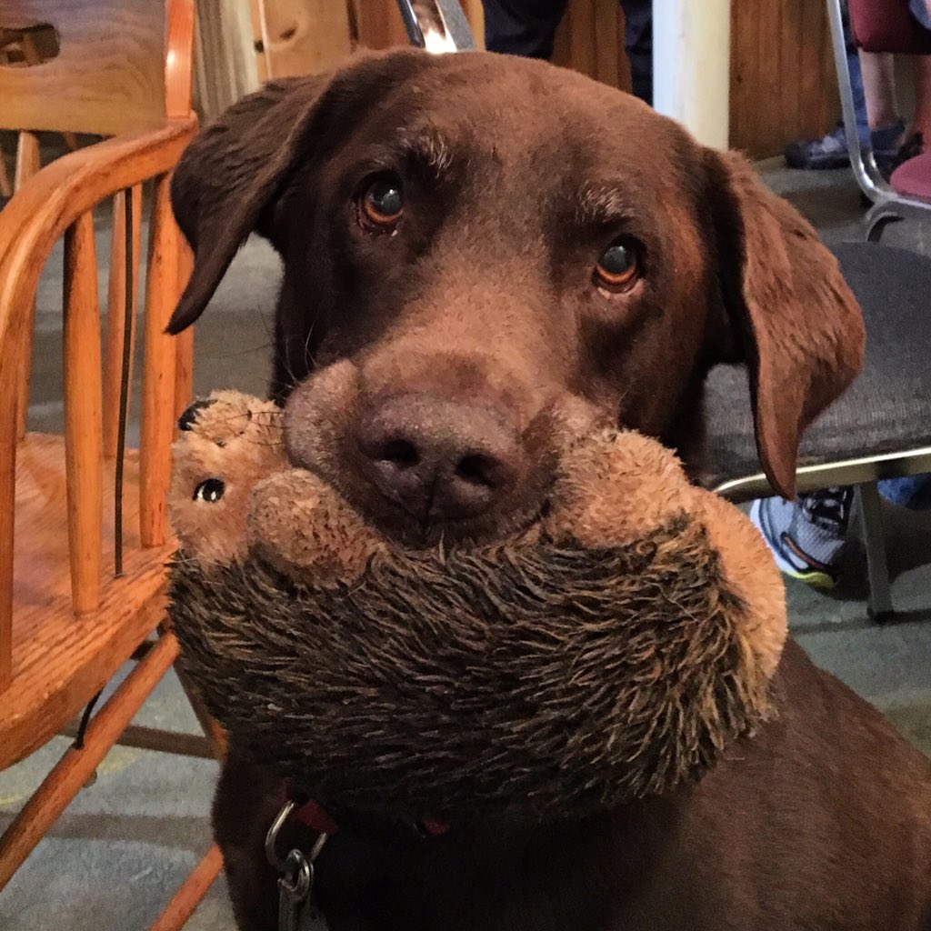 Coltrane chillin' with his hedgie @FrenchBroadBrew