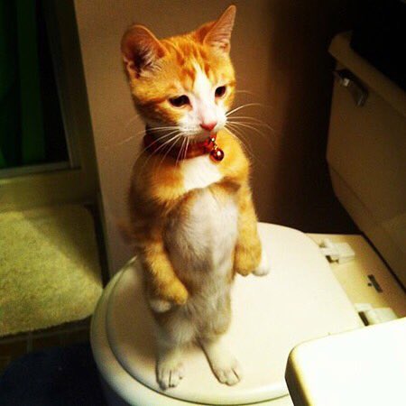 freakincats's tweet photo. We stand with Belgium during the #BrusselsLockdown https://t.co/z7RqRR3Ryw