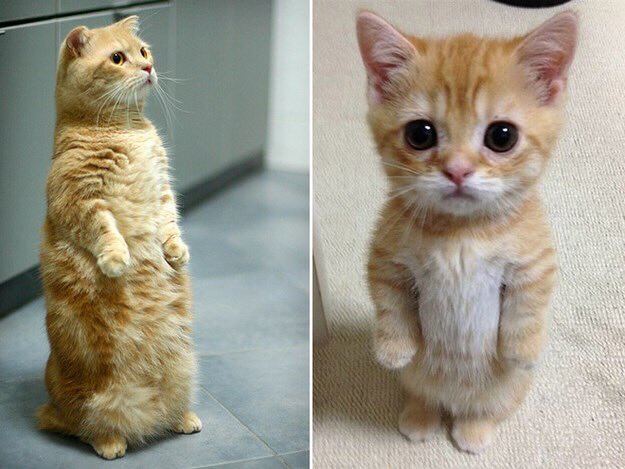 freakincats's tweet photo. We stand with Belgium during the #BrusselsLockdown https://t.co/z7RqRR3Ryw