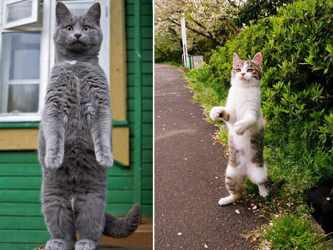 freakincats's tweet photo. We stand with Belgium during the #BrusselsLockdown https://t.co/z7RqRR3Ryw
