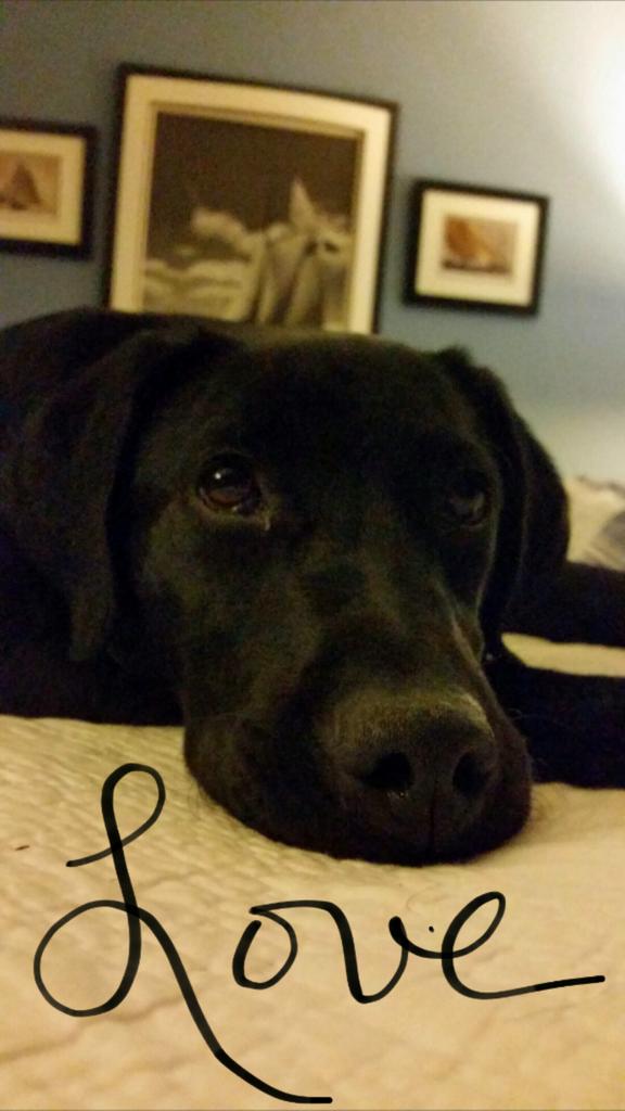 SonomaChristian's tweet photo. This is the beautiful #puppy face that follows me around like my shadow! #lovedogs #soblessed #bff #labradornation https://t.co/3sSsZAf1kJ