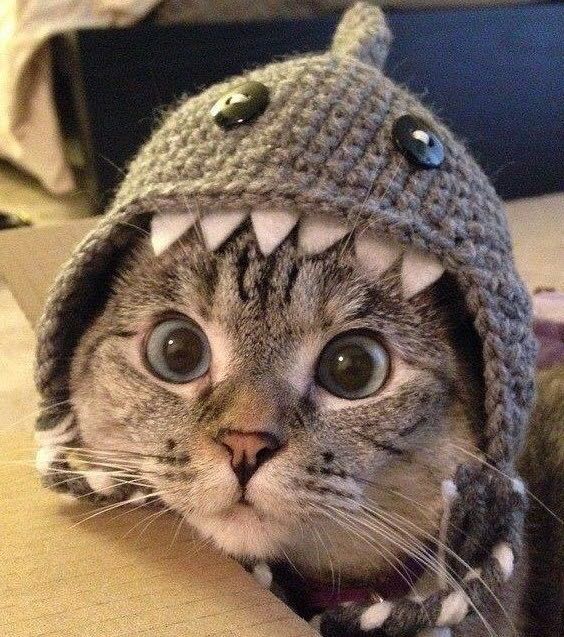 Sedokun's tweet image. #BrusselsLockdown Meow :D