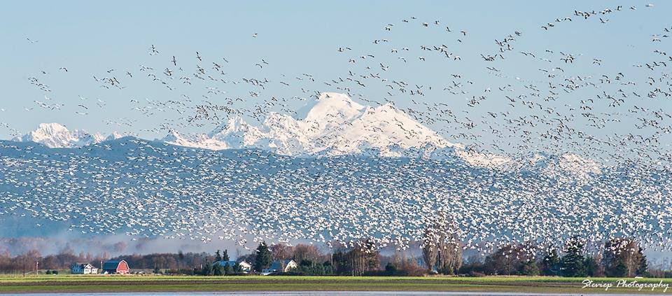 Swelchalot's tweet photo. Snow Geese. #MountBaker #kwelshan #steviep photography awesome photo of our #solhtemexw I lift my hands #EySi:yam https://t.co/oCTm8Hj00r