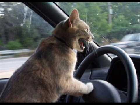 OfHomoSapiens's tweet photo. Some of the best of #BrusselsLockdown https://t.co/SoDjIMu0GF