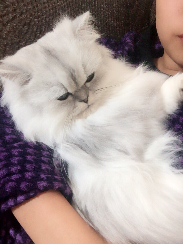 hnmns2's tweet photo. スピカと仲良し
��ーたら🤗
急がなきゃ部活おくれる❤︎ https://t.co/ez4M9eHyUU