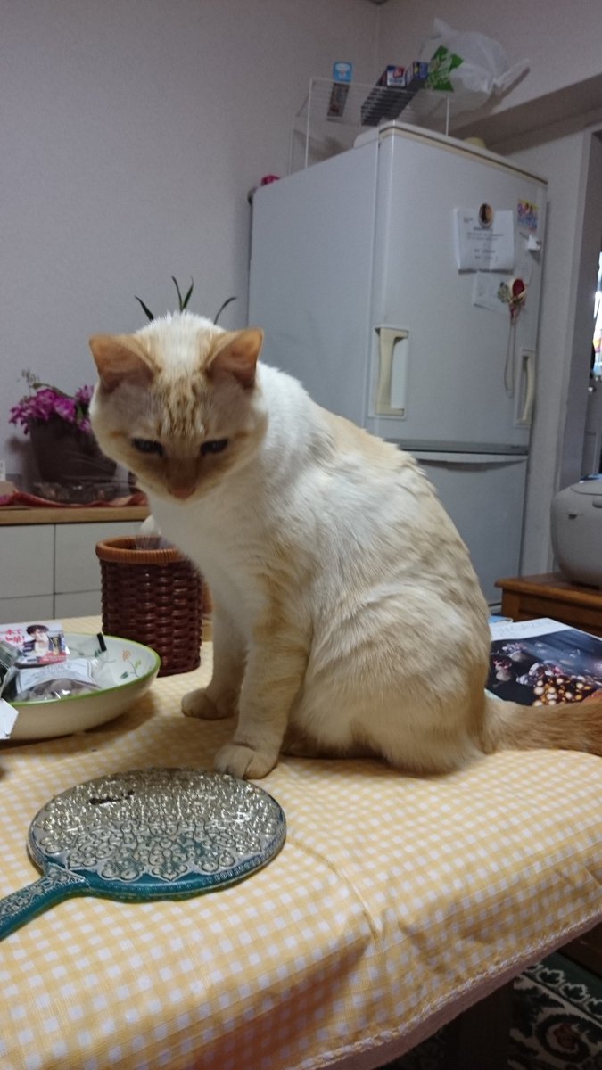 yuzuねこ 167121907_o22.jpg?