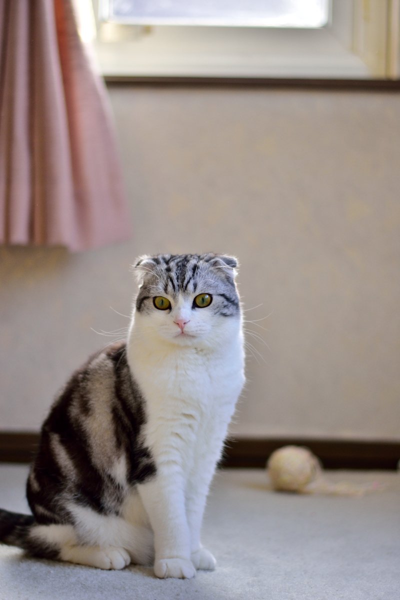 yuzuねこ 167121907_o22.jpg?