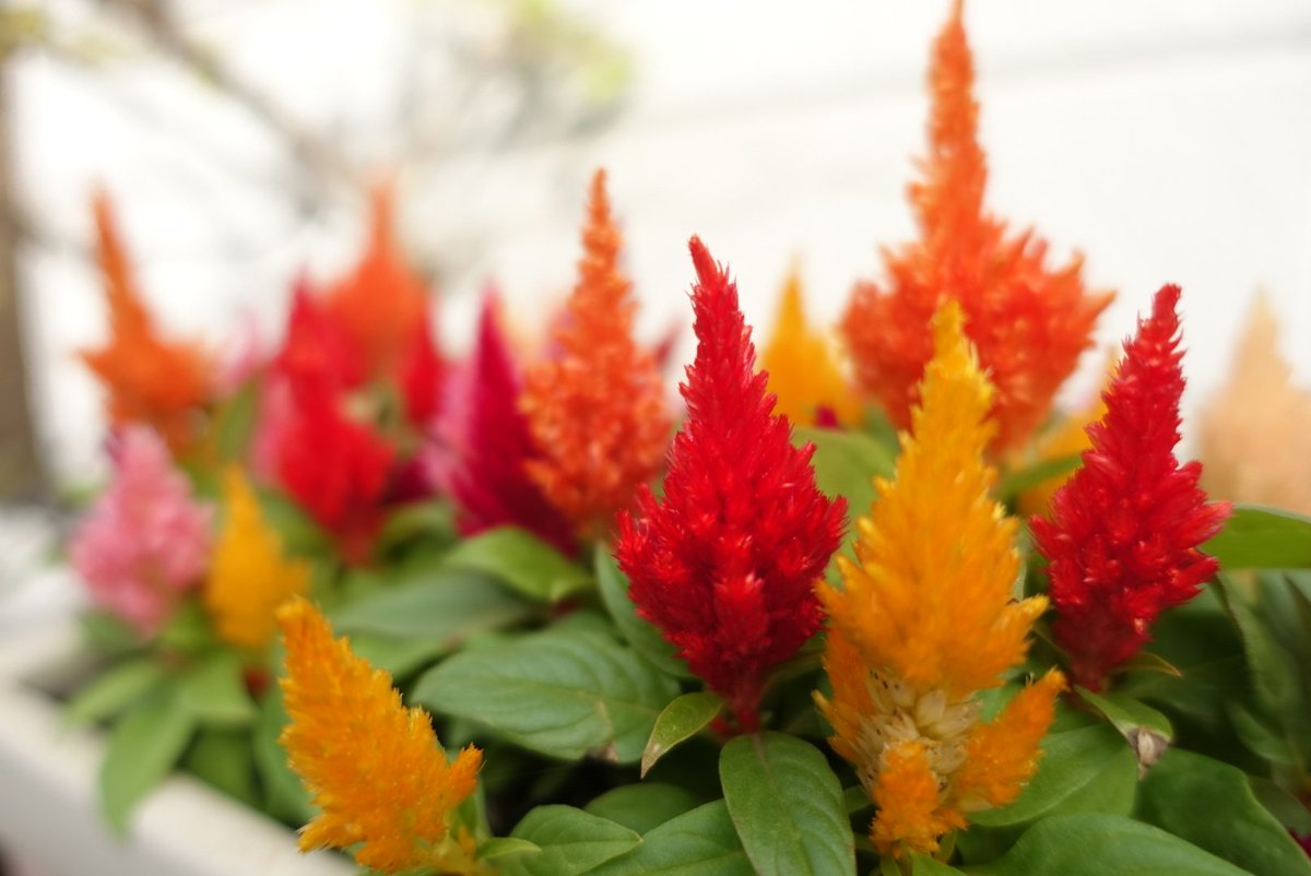 tm99fish's tweet image. 久しぶりのブラブラpic