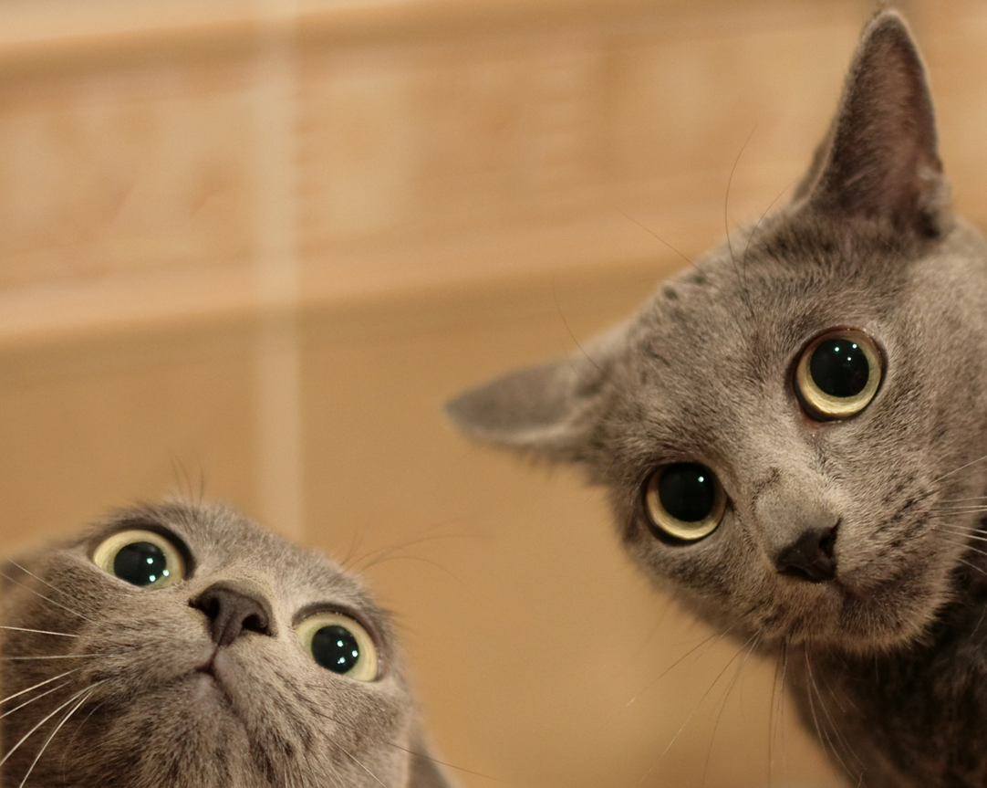 HuffPostUK's tweet photo. Belgians aid hunt for terror suspects by flooding Twitter with cats - https://t.co/tjl9PcNprl #BrusselsLockdown https://t.co/sqHQjnlXM3
