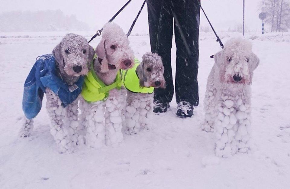Bedlingtons's tweet photo. #akcbedlingtonterrier, #marianurmi https://t.co/5C1oodjLV7