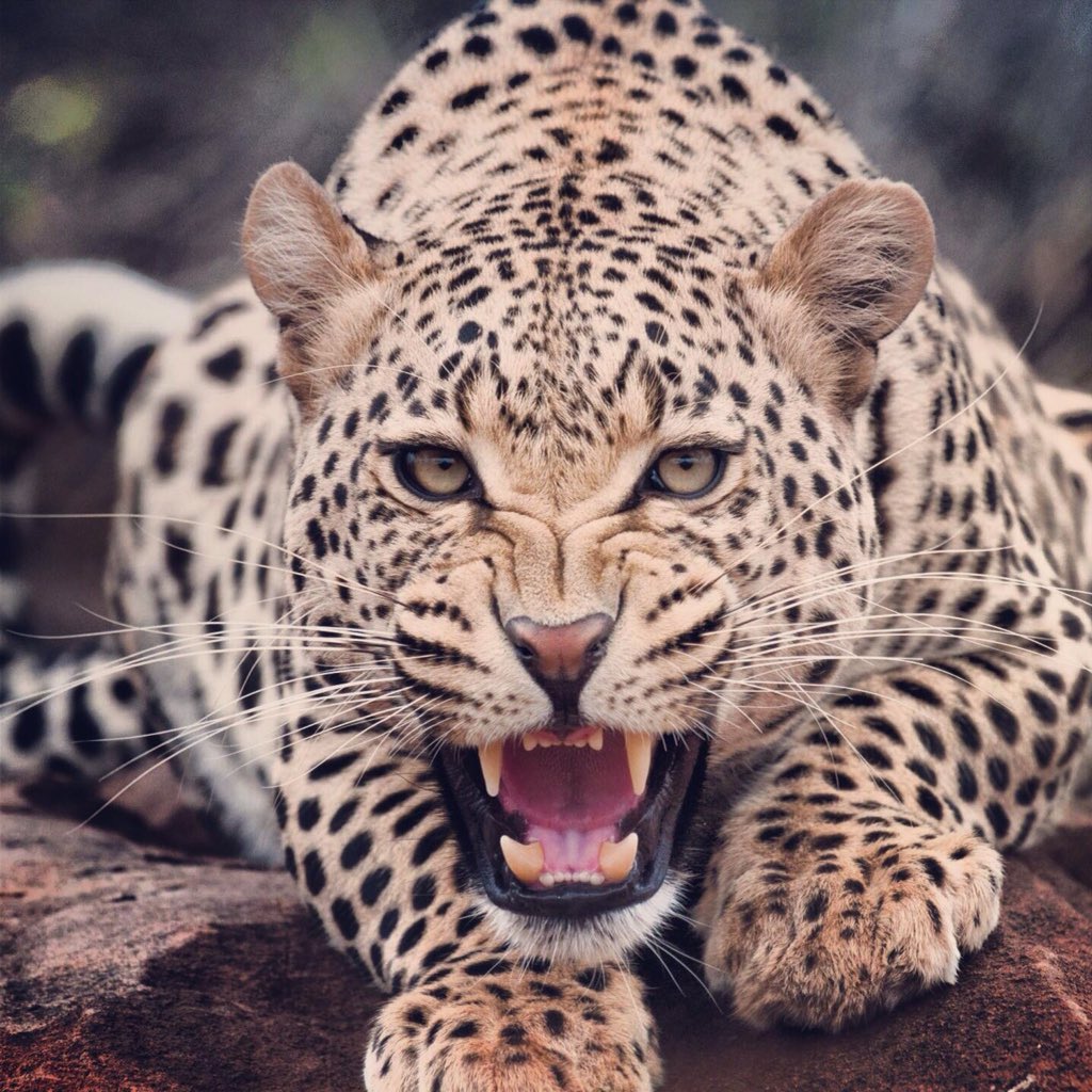 Dr. Yaacoub Hallak tweet media