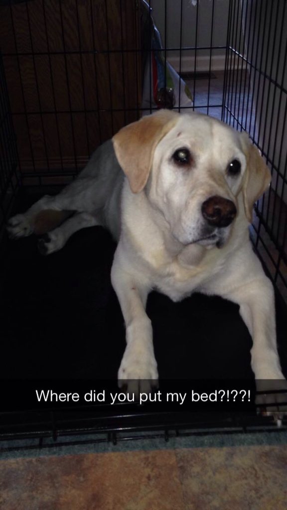 CoachBoyea's tweet photo. My poor baby passed away tonight #lablove #alldogsgotoheaven https://t.co/zXEcy9SR2S