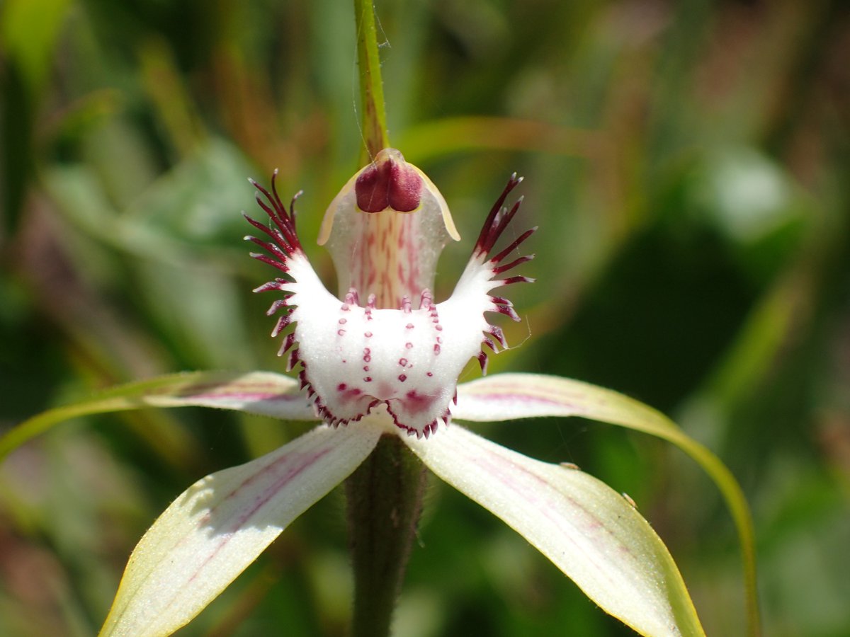 Duck_counter's tweet photo. The forest is regenerating and #orchids are blooming post February 2015 #wildfire near Northcliffe WA https://t.co/x7zWARAsJc