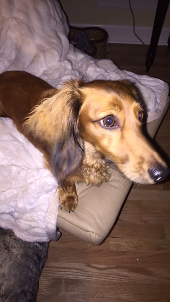 VeezyJ617's tweet photo. @Tjackson803 we have the most beautiful little boy in the whole world! #Dachshund #RedSable #SirFitz https://t.co/NLSKh1Qo7c