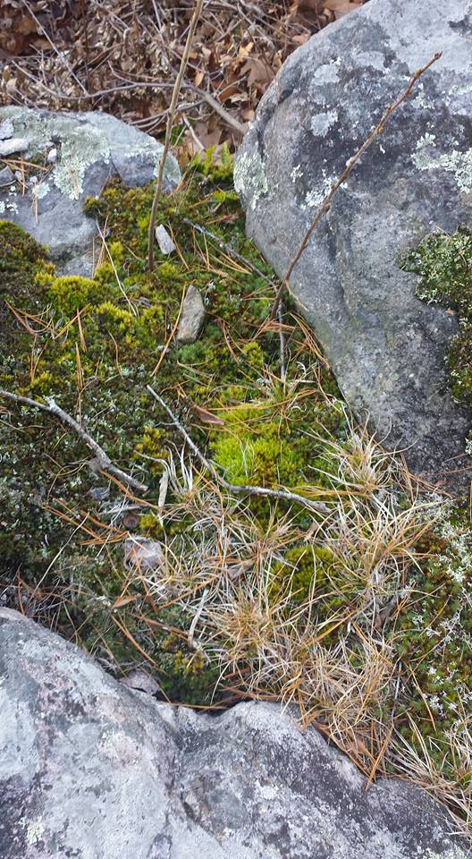 Moss_at_Mac's tweet photo. Most plants may be dead now but the bryophytes remain strong! #ENVB222 #WinterIsComing https://t.co/M7JiQnyvX9