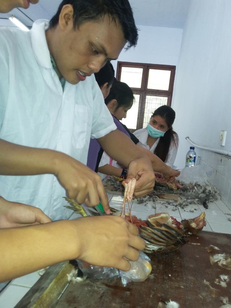 dbinol14's tweet photo. Praktek bedah ayam https://t.co/lL7Lofd14q