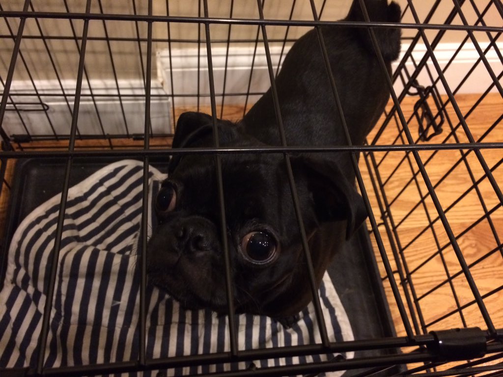 PugShimmy's tweet photo. #puppyjail someone wouldn't stop harassing spencer https://t.co/Bl3u3OkNd6