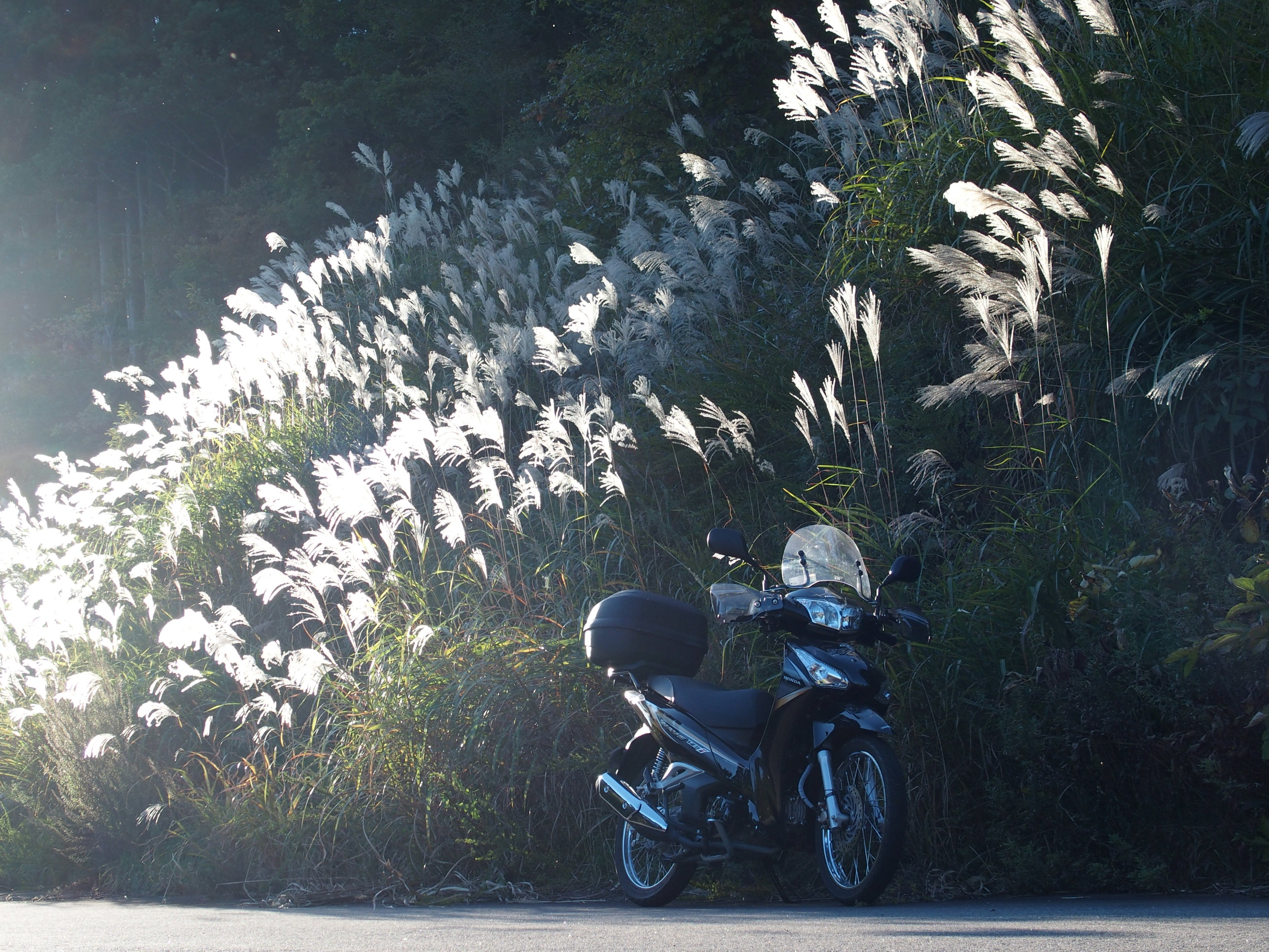 Twitter এ Honda 本田技研工業 株 キラキラ輝くススキを背にたたずむwave125 この季節ならではの美しさですね Honda ライダーズボイス 10月のbest Shot賞 カブ一族の長男 T Co Byw37csien T Co Rchjogota7 ট ইট র