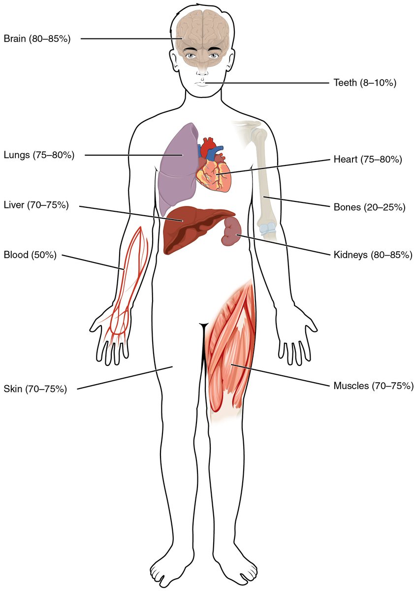 LecturioMedical's tweet image. Water Content of the Body´s Organs and Tissues
(P.Schatz,Lic.:goo.gl/ZydSot)
#WaterContent #premeds