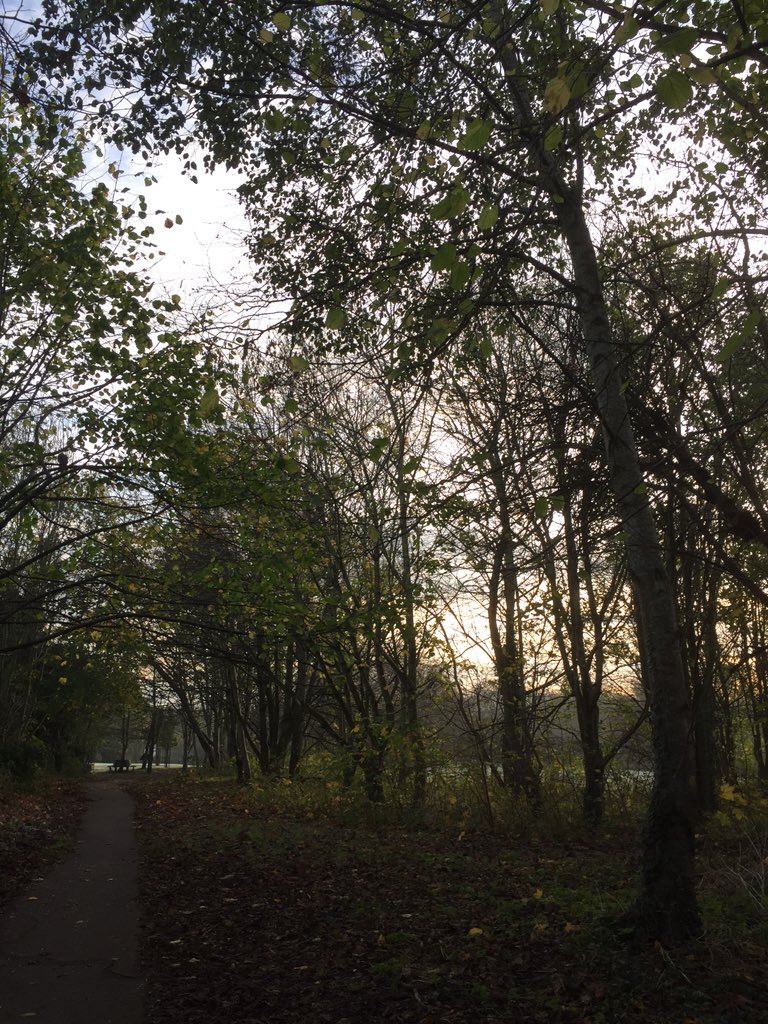 Sam__Thomson's tweet photo. Sun up on the first #frost at #Badocks #Woods @bristolparkhive @bristolparks https://t.co/oN3BnzF5sF