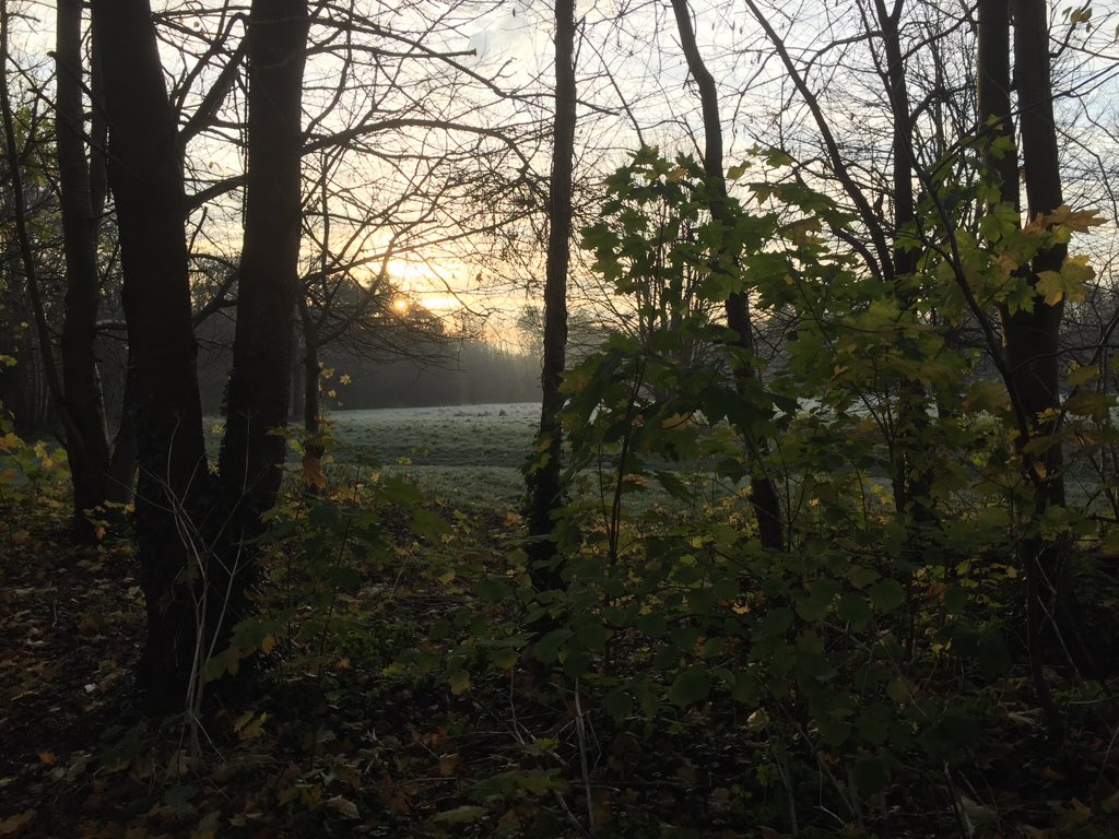 Sam__Thomson's tweet photo. Sun up on the first #frost at #Badocks #Woods @bristolparkhive @bristolparks https://t.co/oN3BnzF5sF