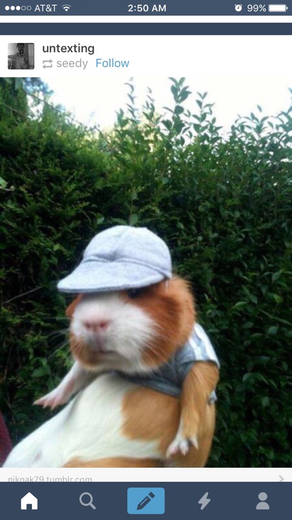 MoxxyFox's tweet photo. JFC I HATE THIS SO MUCH THIS GUINEA PIG LOOKS EXACTLY LIKE MY GRANDPA #tumblr #guineapig #solar.powered.blonde https://t.co/9fxj5PGDfm