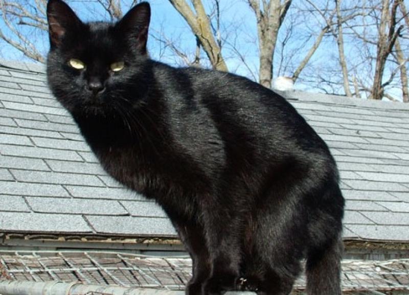 Приснился черный кот. Бомбейская кошка длинношерстная. Спящий черный кот. Обычный черный котенок. Кот говорун.