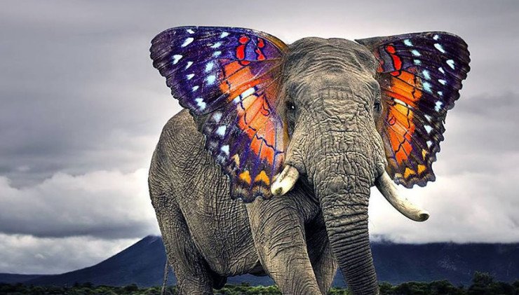 XploreDaily's tweet photo. 11 Animal Hybrid Species That Would Make The Coolest ... - https://t.co/QTxxDmTmsl #animals #hybrid #imagination https://t.co/ZWTmPTvSY1