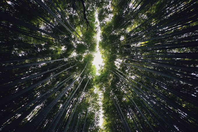 Looking up at the incredible Kitasaga Bamboo Grove in Arashiyama, Japan. [Wide crop]#stayandwander https://t<a href="/tag/stayandwander"class="tags"><span>#stayandwander</span></a>