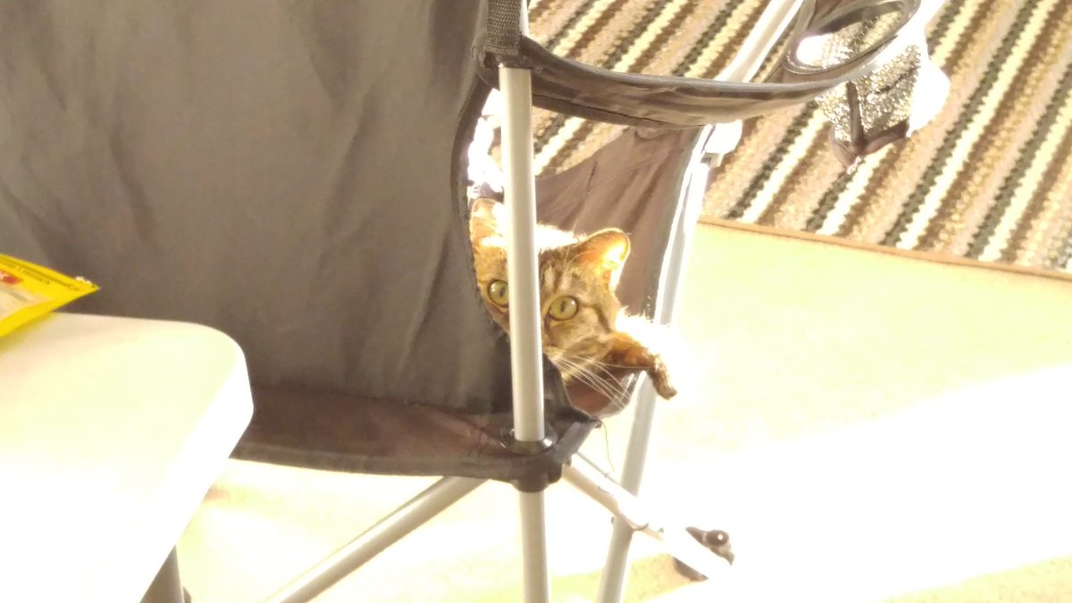 KingDudd05's tweet photo. Cats are weird people. https://t.co/4D78AmgsE3