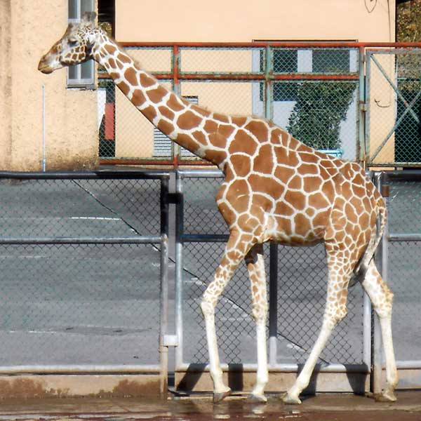 O Xrhsths 東京ズーネット 公式 Sto Twitter 多摩動物公園のキリン ノゾミ は今年23歳を迎えました ノゾミ識別のポイントの一つは角 毛が少なくゴツゴツしています 写真右は 混み合って いますが左がノゾミ 東京ズーネット最新記事 T Co Qtxksap9o6