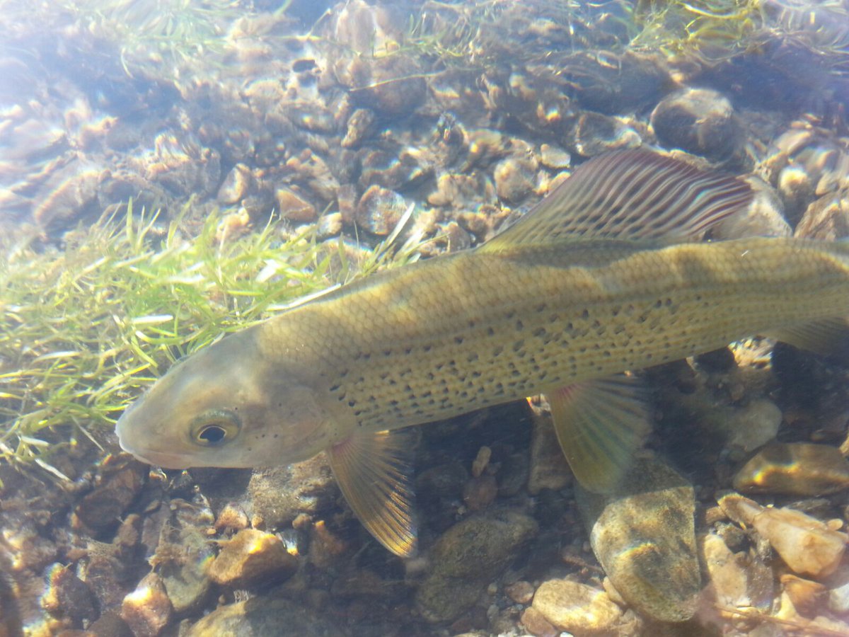 GozziMiki's tweet photo. Italian Danubian blu grayling #flyfishing #onlydryfly #taylorreels #flytying https://t.co/2tgZcstTnL