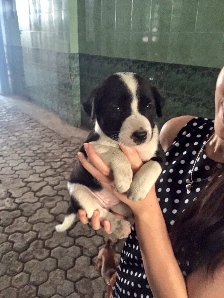 NeekCWL's tweet image. Girl with a heart bigger than herself @michandiari #loststray #pawkids