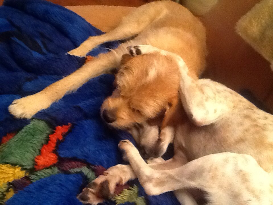 Wdr Aktuell On Twitter Hallo Hundefreunde Tiere Suchen Ein