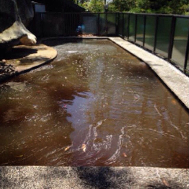 PoolAide_Mosman tweet picture